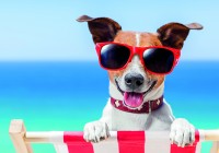 hund-urlaub-baby-express-barbara-mucha-media
