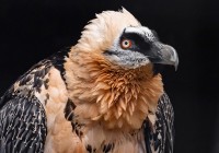 pabartgeier2405202202